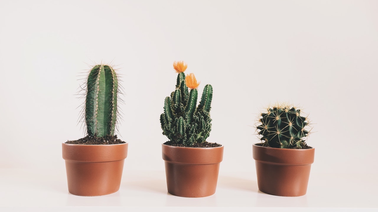 hacer que tus cactus florezcan tips de jardín
