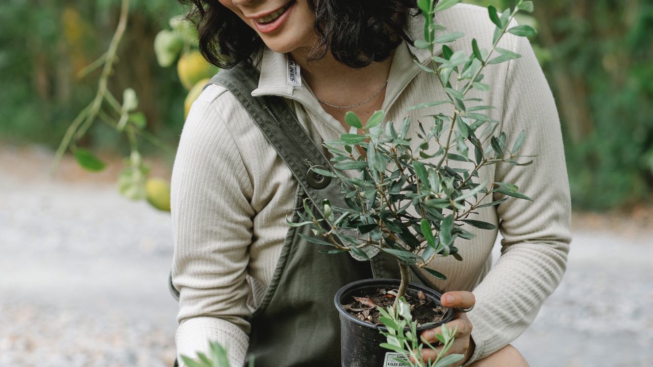 verduras que puedes cultivar en maceta recomendaciones
