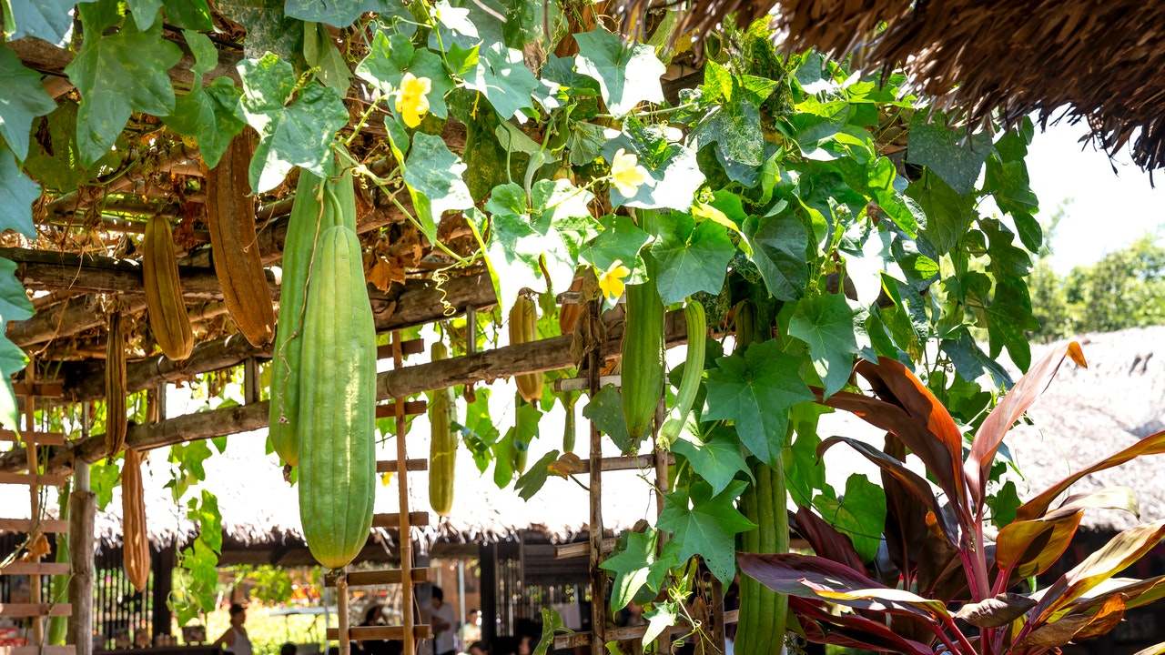 arbol de luffa de donde proviene asia