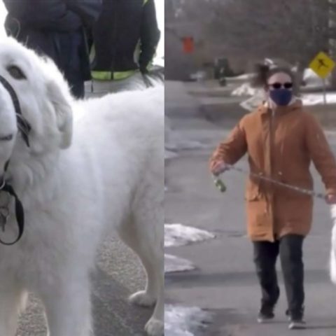 clover perrito detuvo trafico para salvar dueña