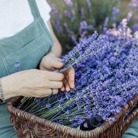 como plantar lavanda paso a paso