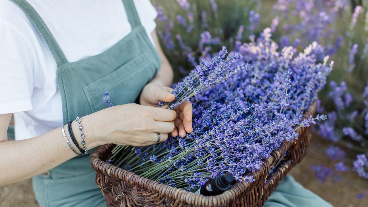 como plantar lavanda paso a paso
