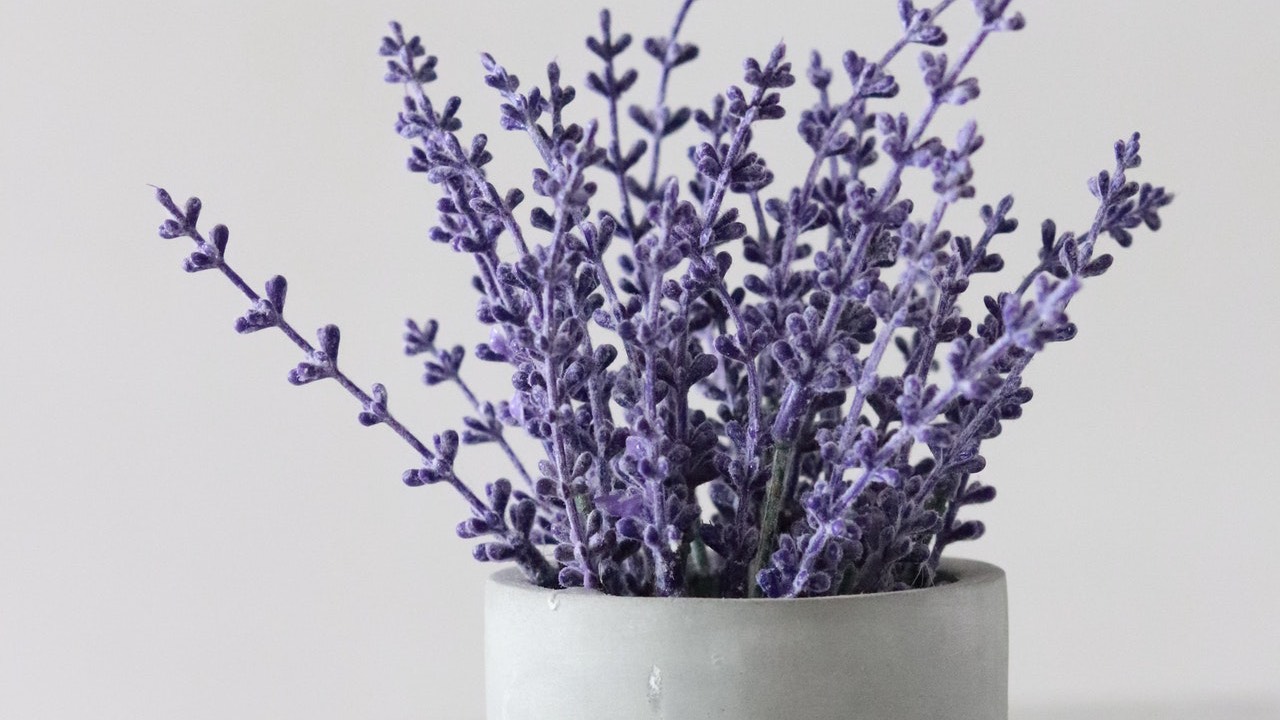 como plantar lavanda para tener en casa
