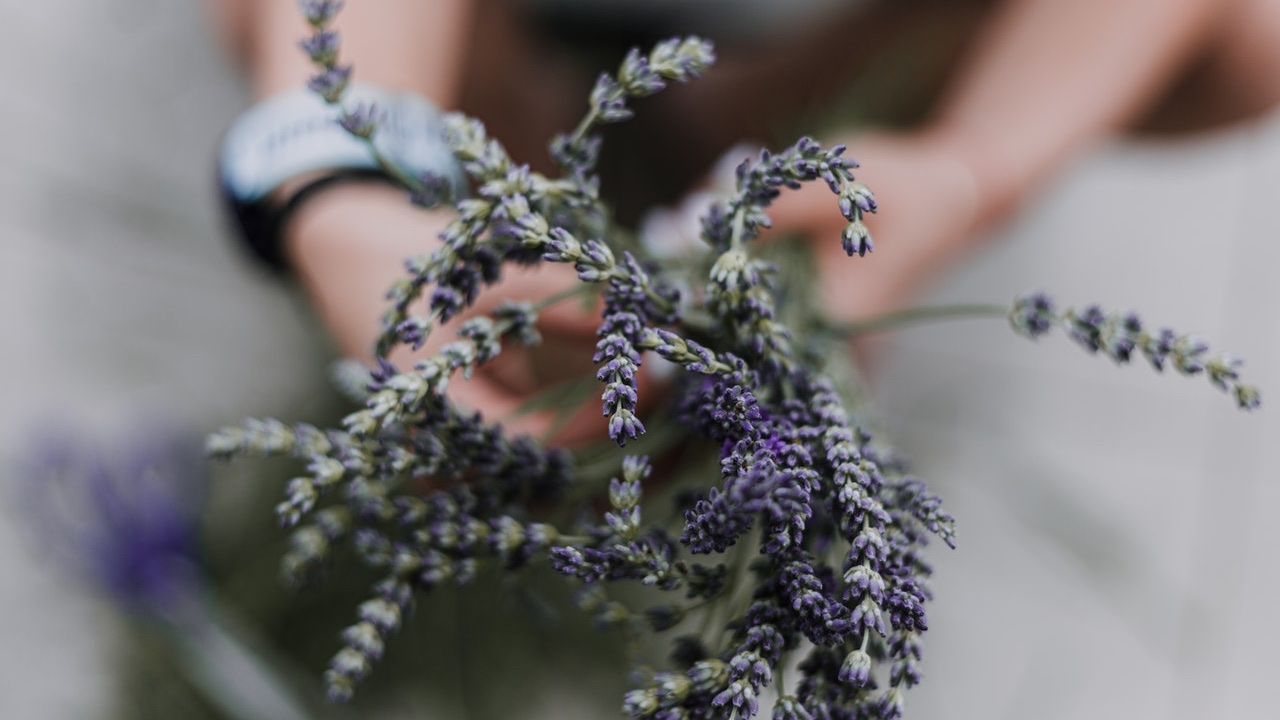 como plantar lavanda con esquejes