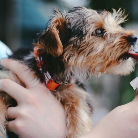 como hacer helados para perros mejorar aliento