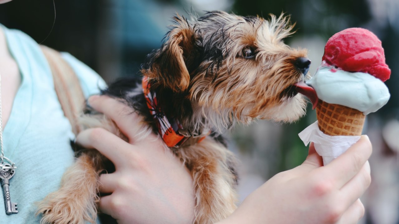 como hacer helados para perros mejorar aliento