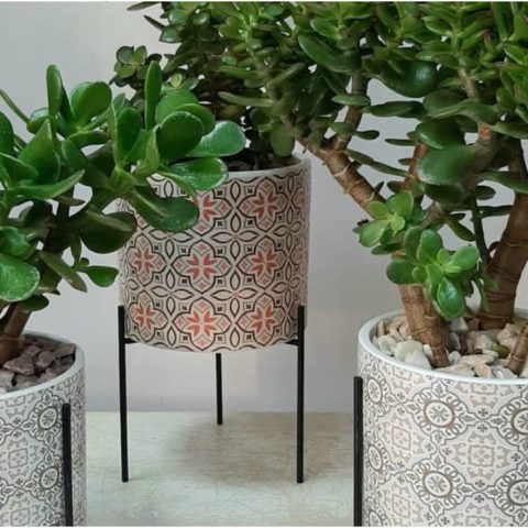 Plantas de jade abundancia feng shui