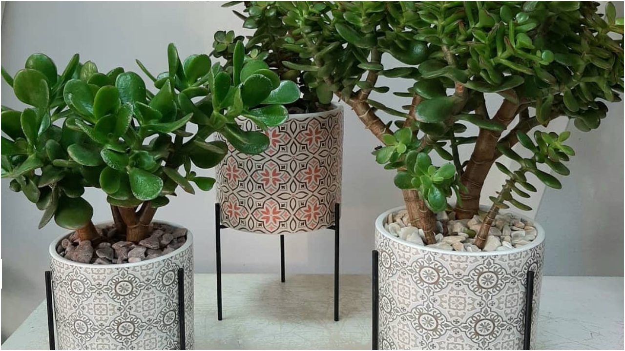 Plantas de jade abundancia feng shui