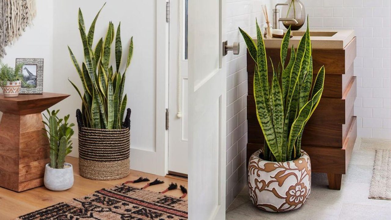 lengua de vaca beneficios planta de serpiente