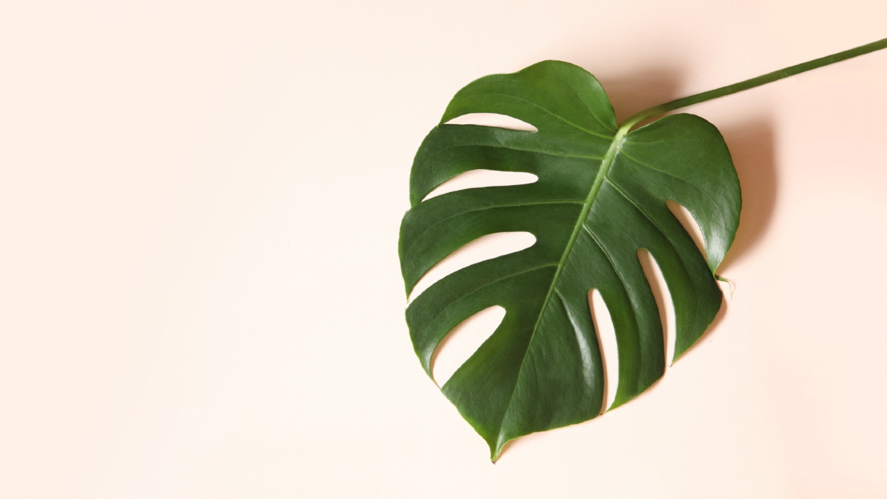 filodendro hojas plantas jarrones en agua