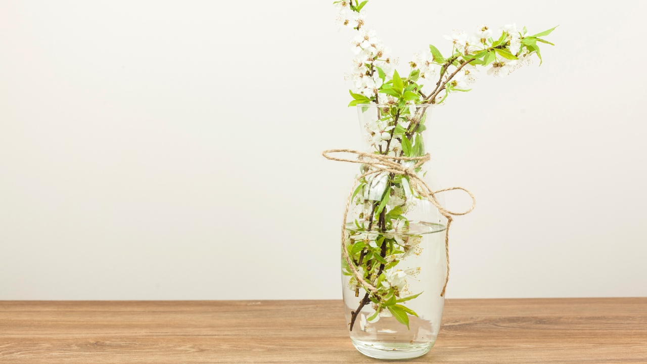plantas jarrones con agua decorar el hogar 