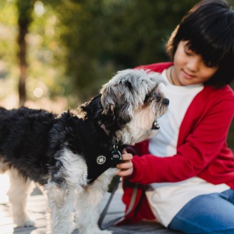 cuales son las mejores razas de perros para niños