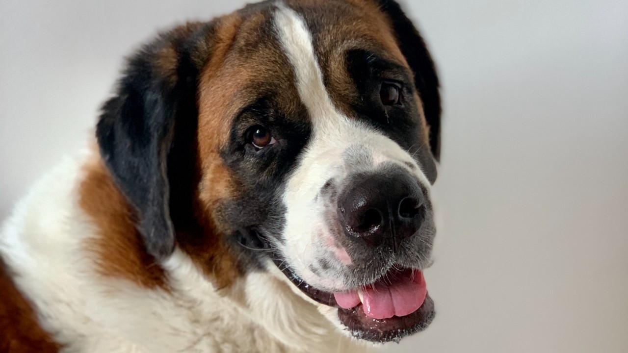 que razas de perros son para toda la familia san bernardo