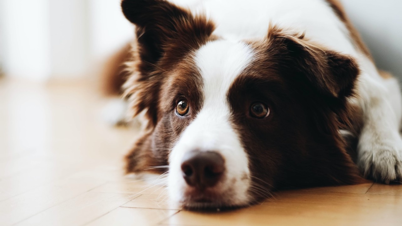 razas de perros que son familiares collie