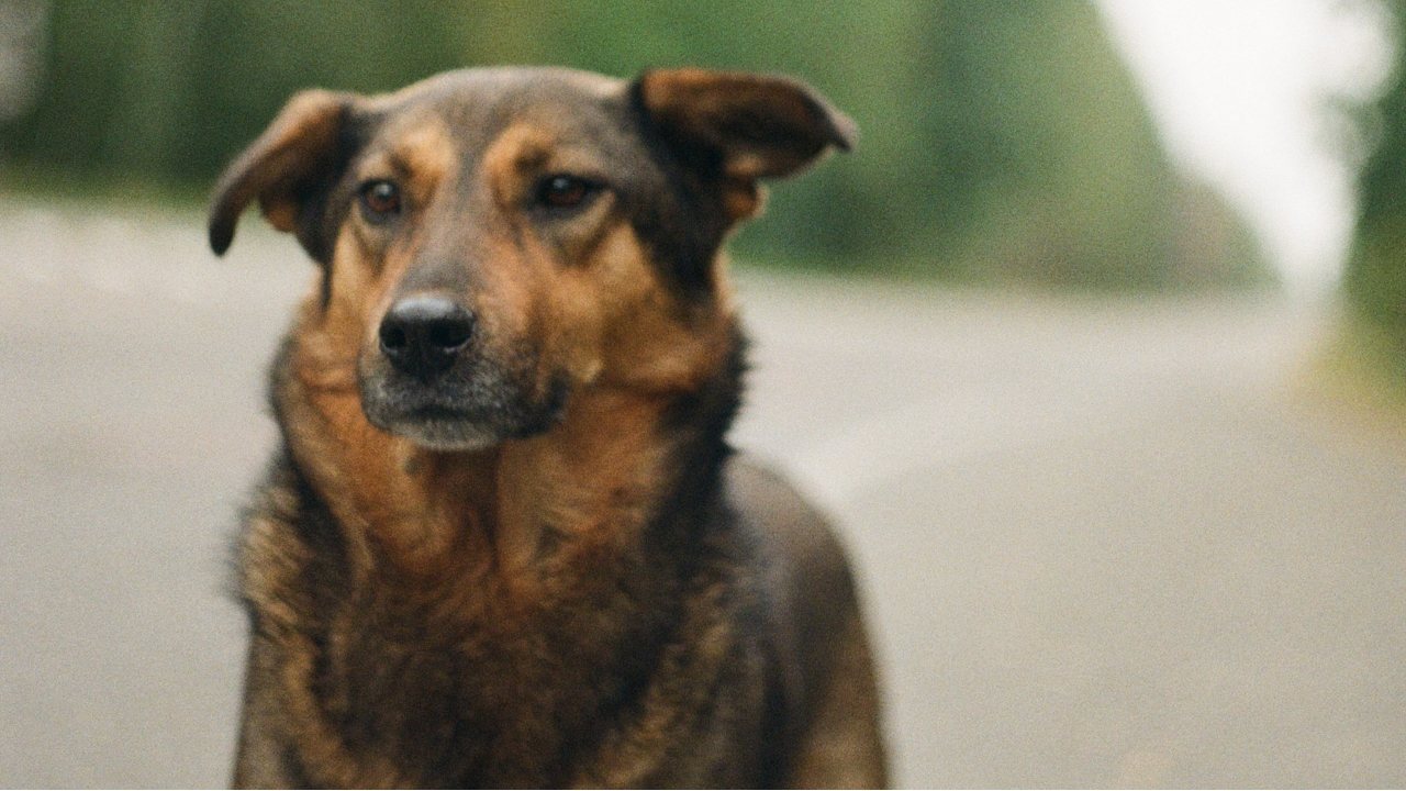 que razas de perro puedo tener para mi familia perro mestizo