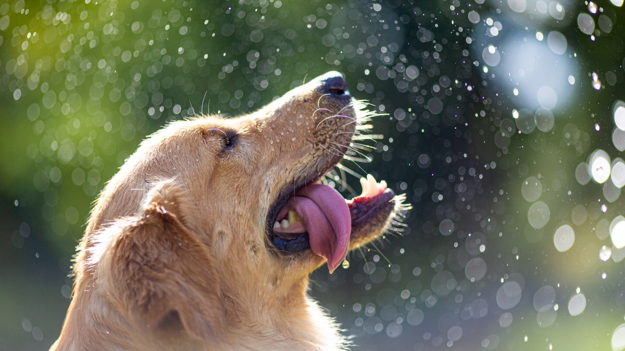 cuales son las razas de perros que cuidan mejor a los niños golden retriever