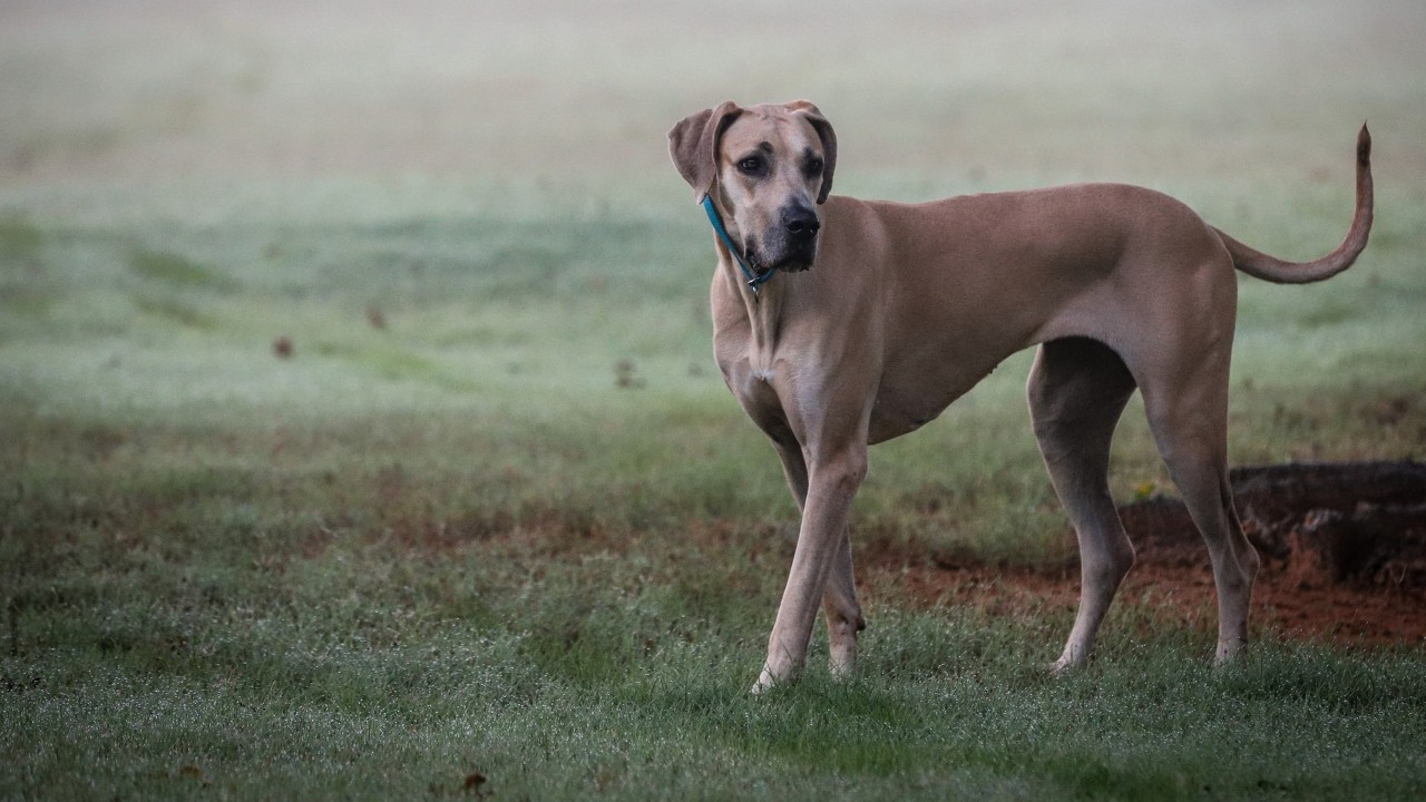 razas de perros que mejor se llevan con los niños gran danes