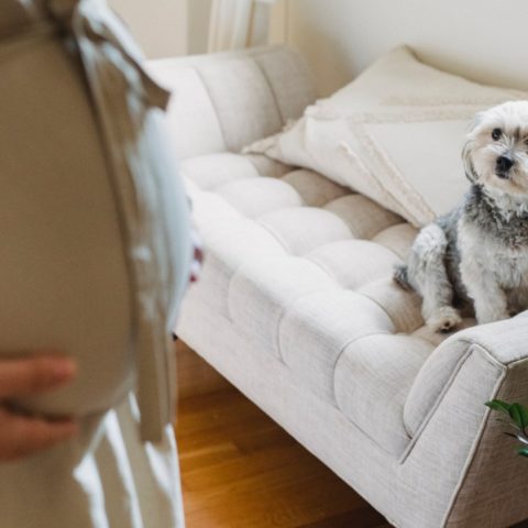 los perros detectan el embarazo