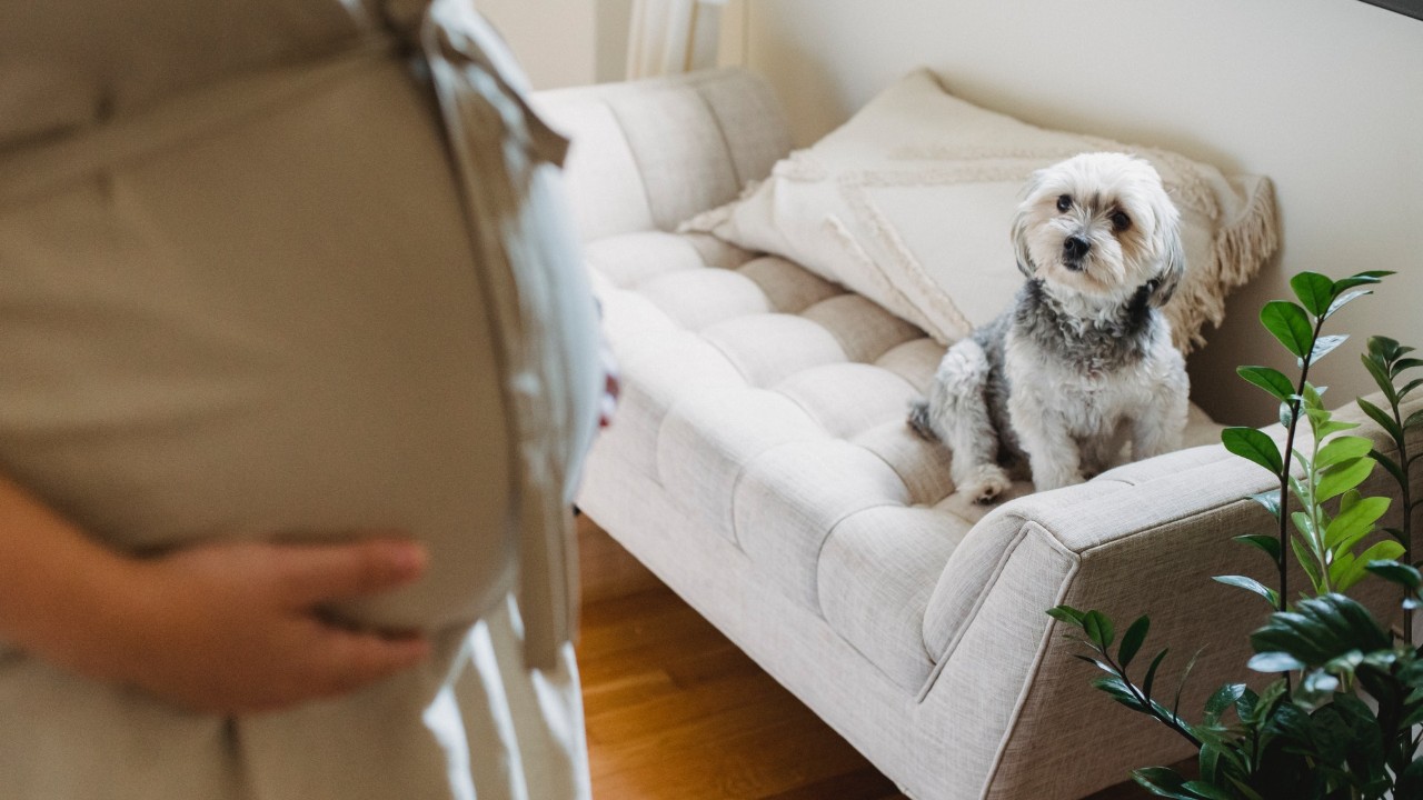 los perros detectan el embarazo