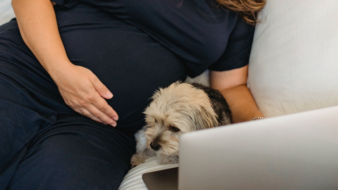 los perros pueden oler el embarazo