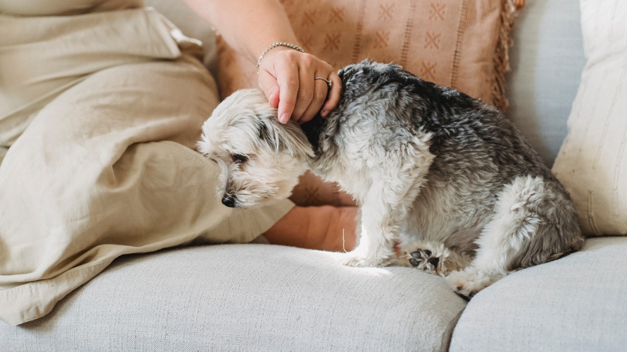 Mi perro puede saber que estoy embarazada