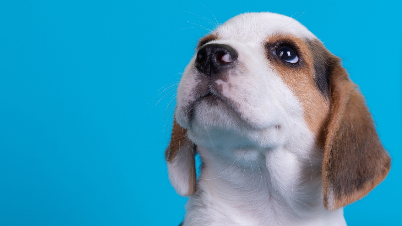 beagle raza perro pequeño adorable mascota