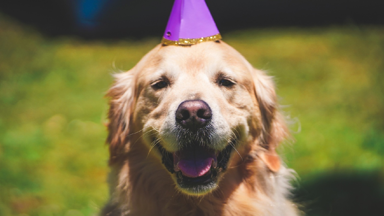 Golden retriever razas de perros para vivir en departamento