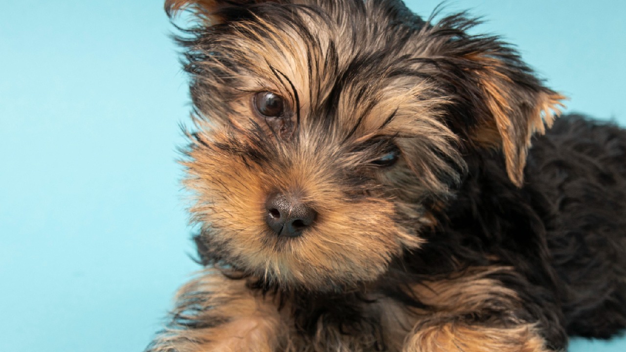 yorkie razas de perro para espacios pequeños