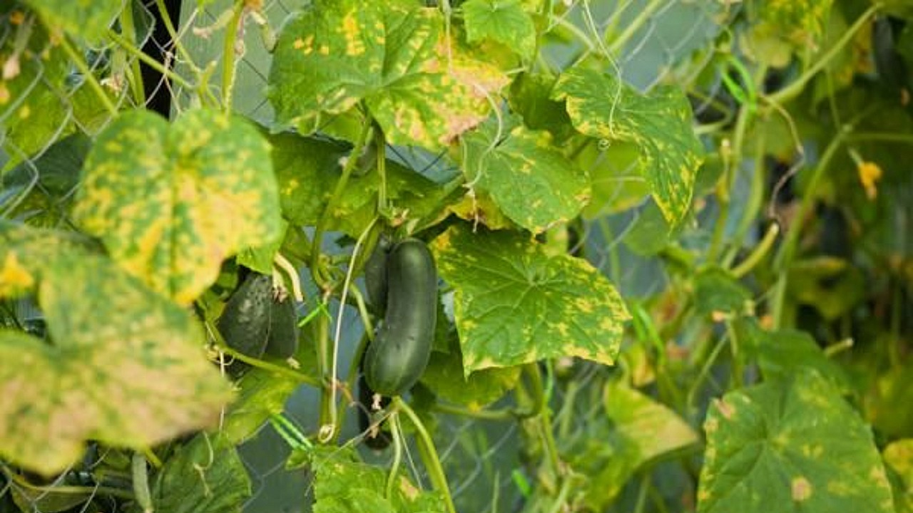 plantas amarillas como solucionar el problema
