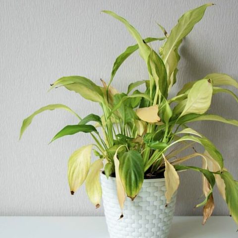 plantas amarillas remedios caseros para evitarlo