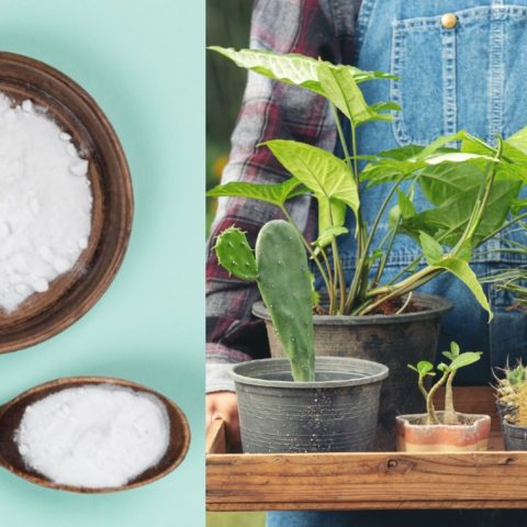 bicarbonato de sodio cuidado de tus plantas