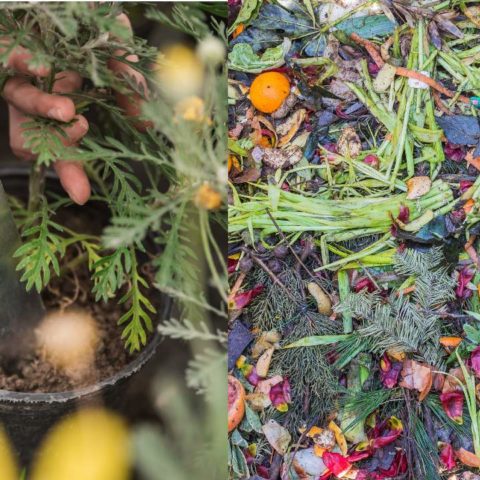 alimentos abono fertilizante plantas composta basura orgánica