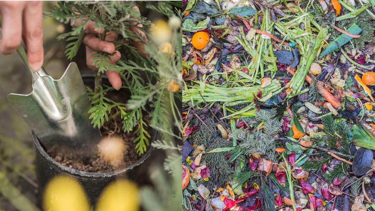 alimentos abono fertilizante plantas composta basura orgánica