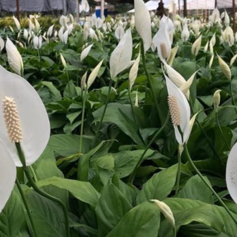 cuando regar tu cuna de moisés jardinería