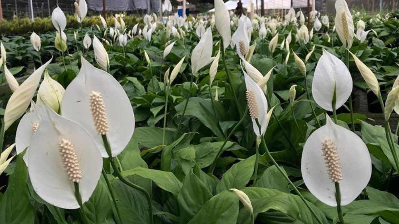 cuando regar tu cuna de moisés jardinería