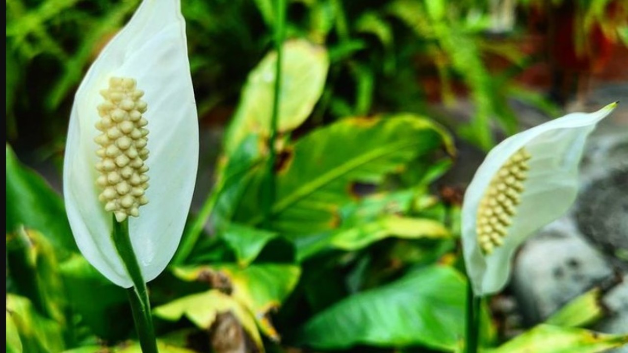 cuando regar tu cuna de moisés cuidados básicos