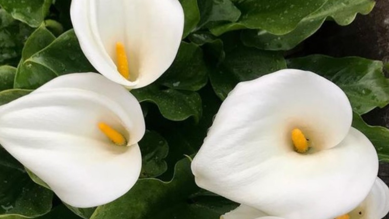 como cuidar un alcatraz tips