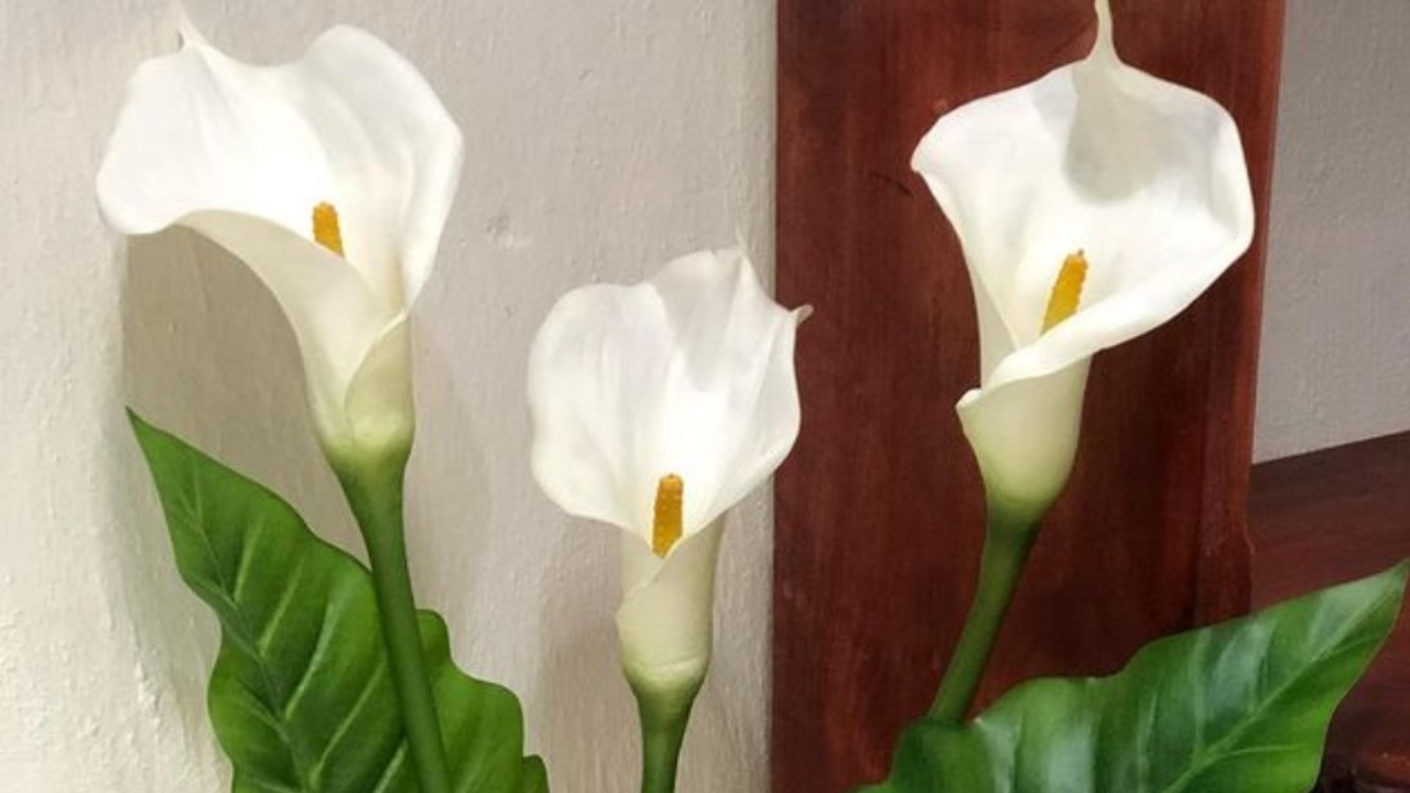 como cuidar un alcatraz recomendaciones