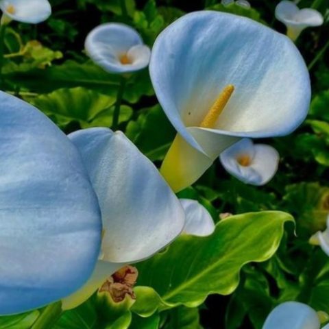 como cuidar un alcatraz jardinería