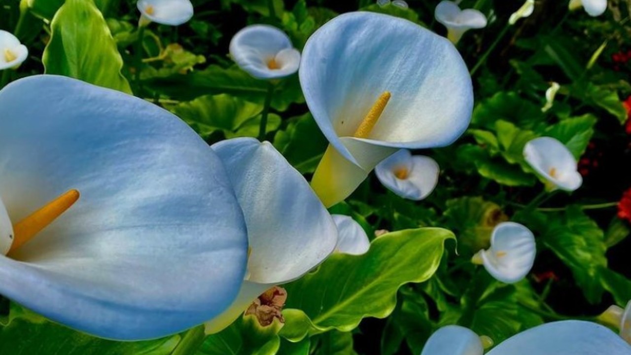 como cuidar un alcatraz jardinería