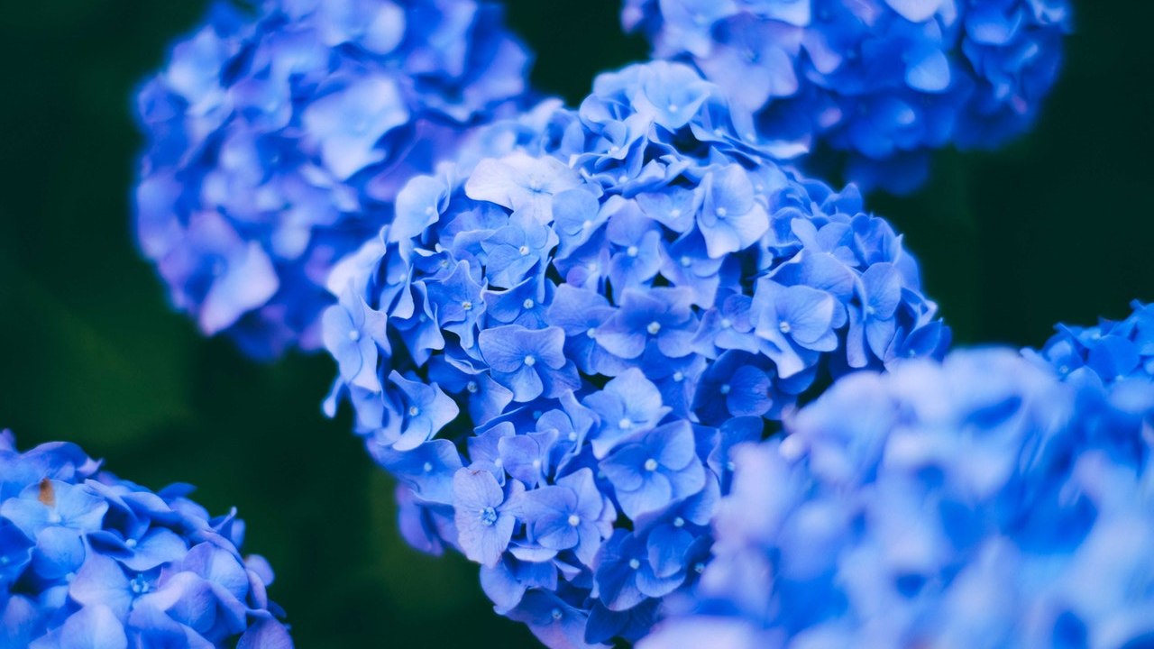 como cuidar hortensias recomendaciones