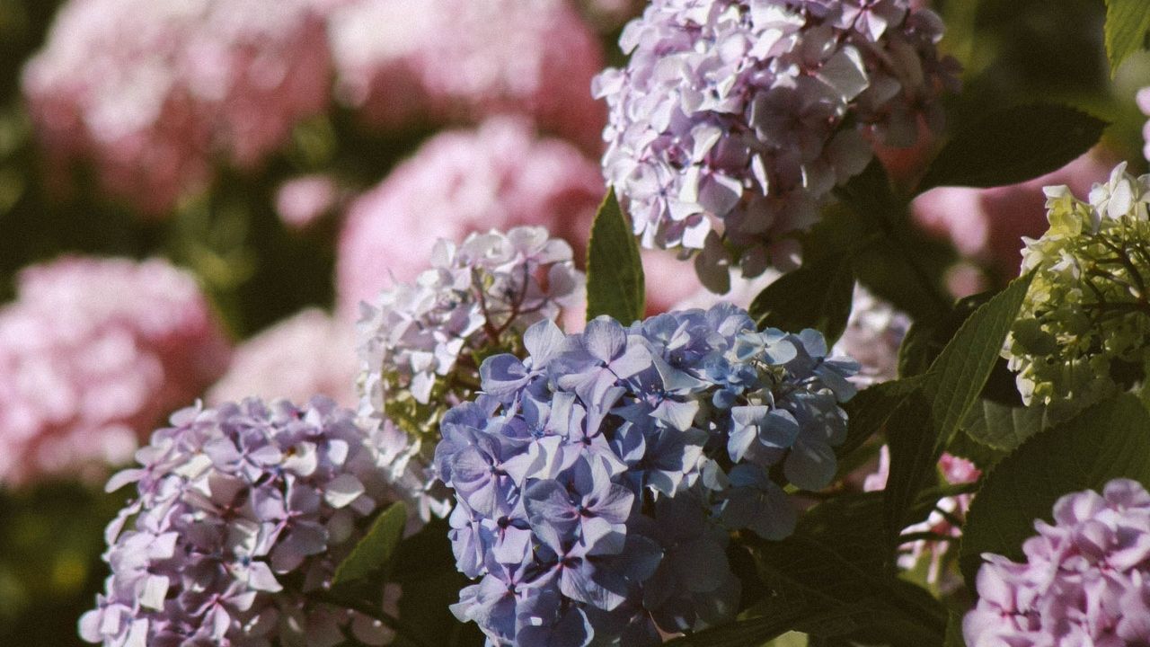 como cuidar hortensias