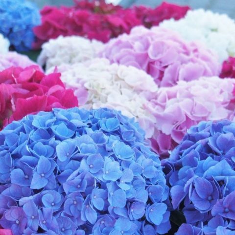 como cuidar hortensias como regarlas