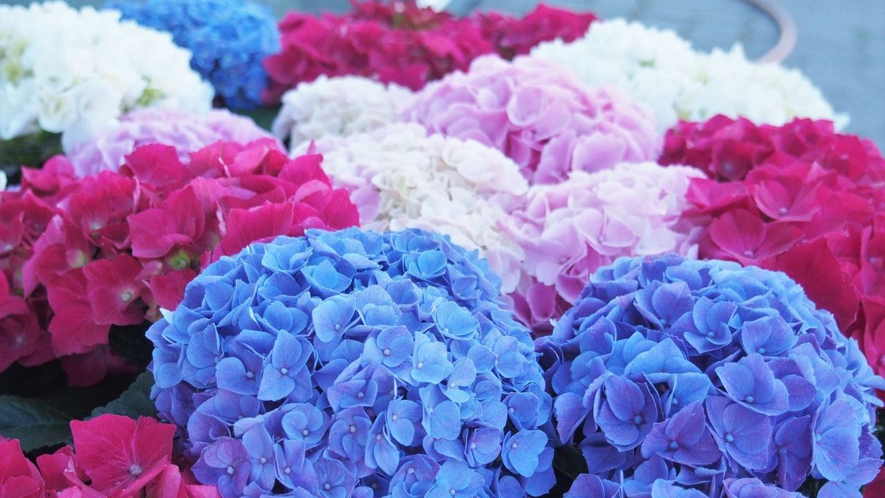 como cuidar hortensias como regarlas