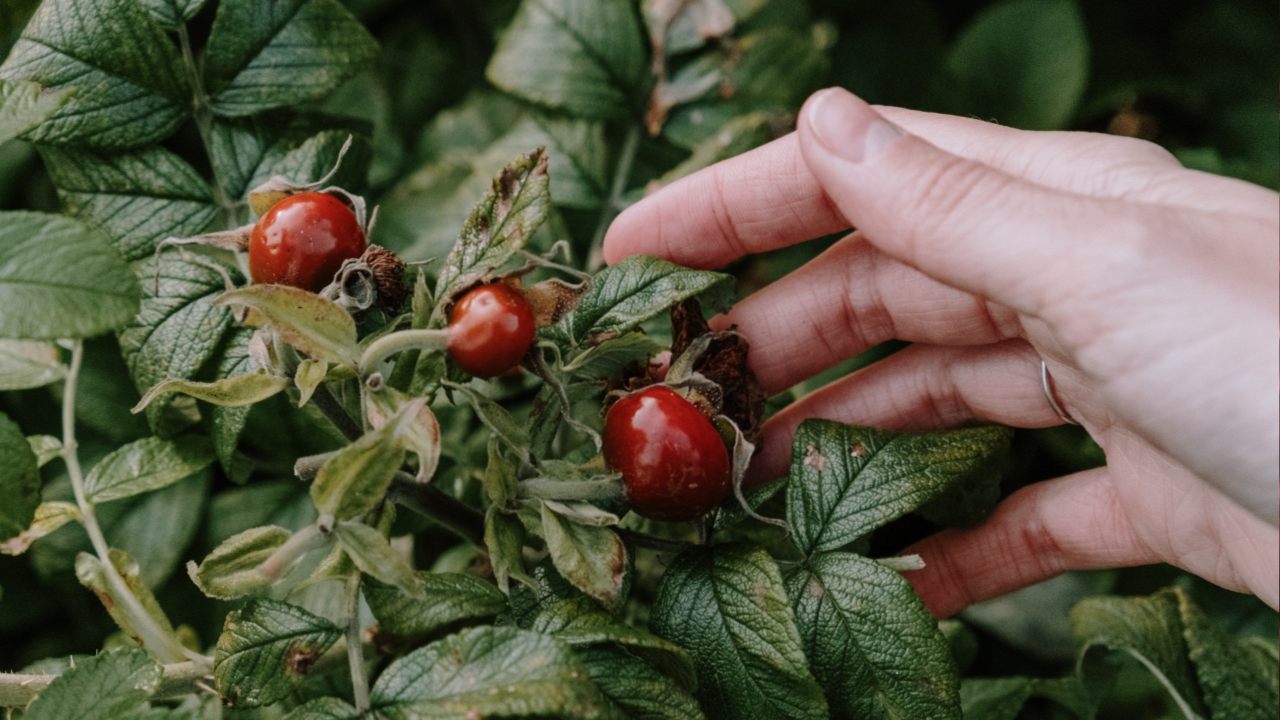 como cultivar arándanos en maceta