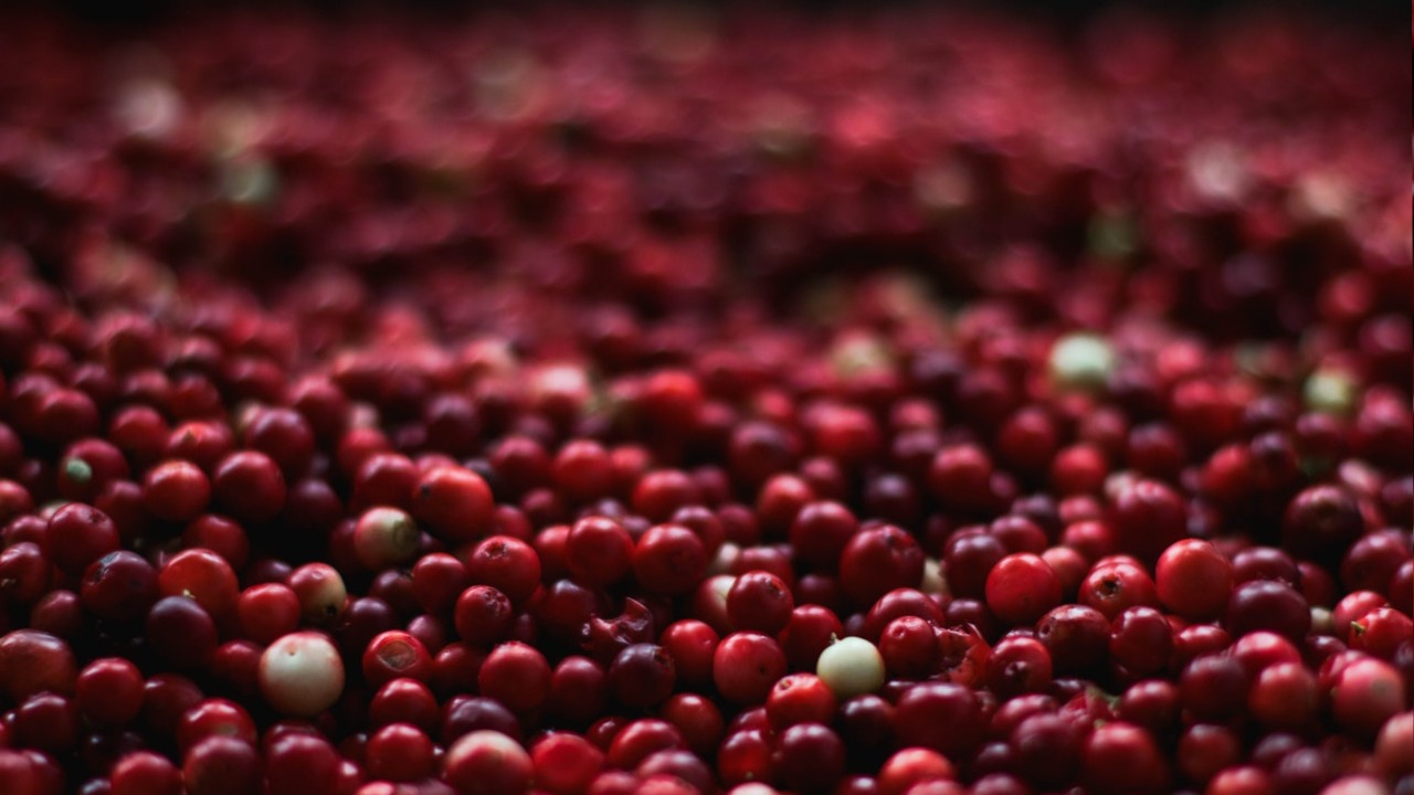 como cultivar arándanos en maceta plantas