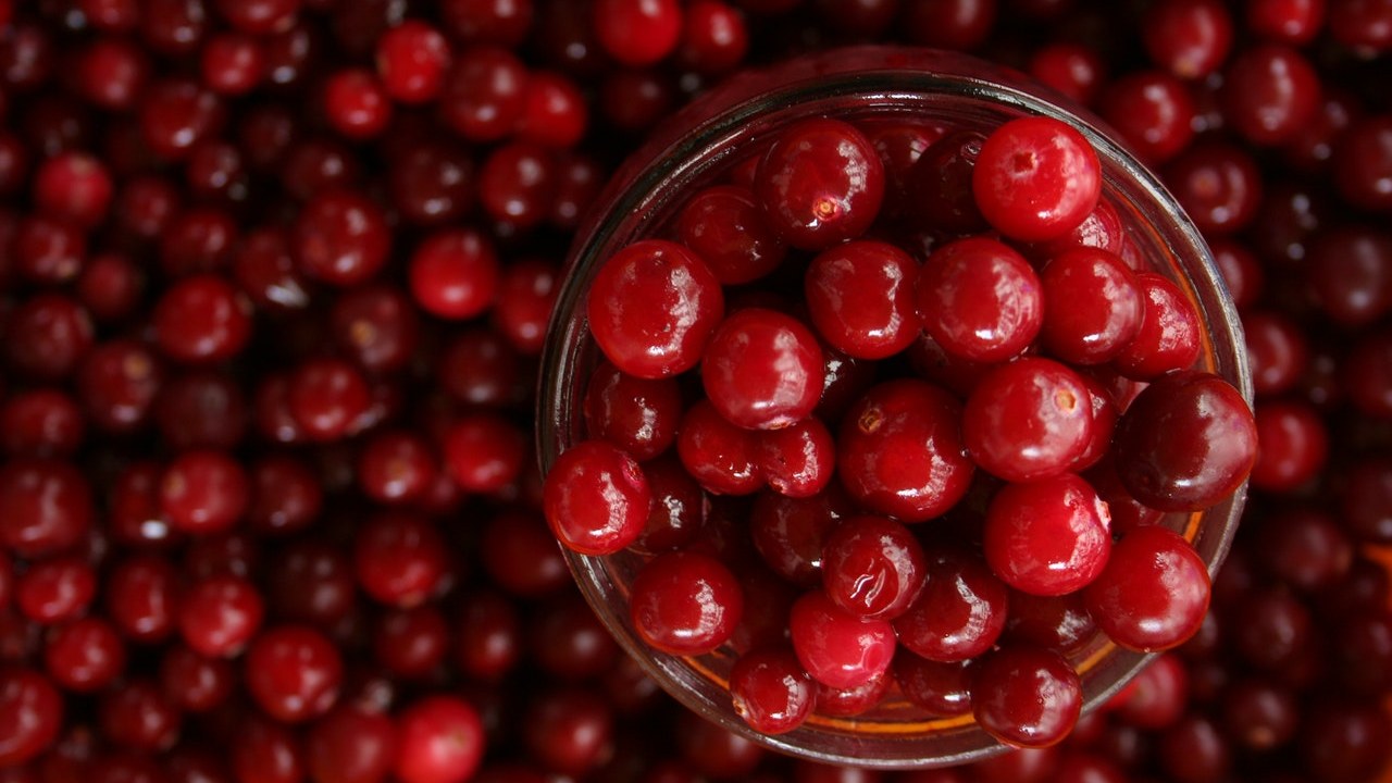 como cultivar arándanos en maceta recomendaciones