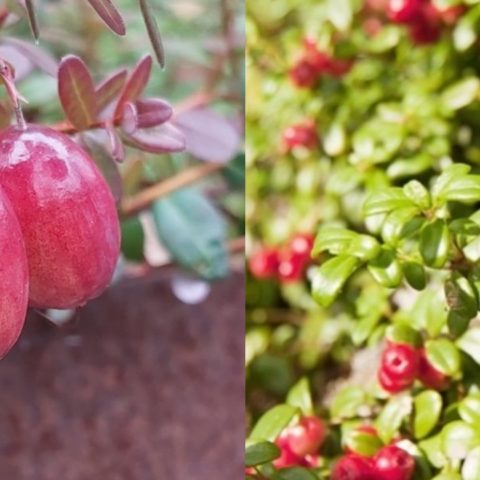 como cultivar arándanos en maceta jardinería casera