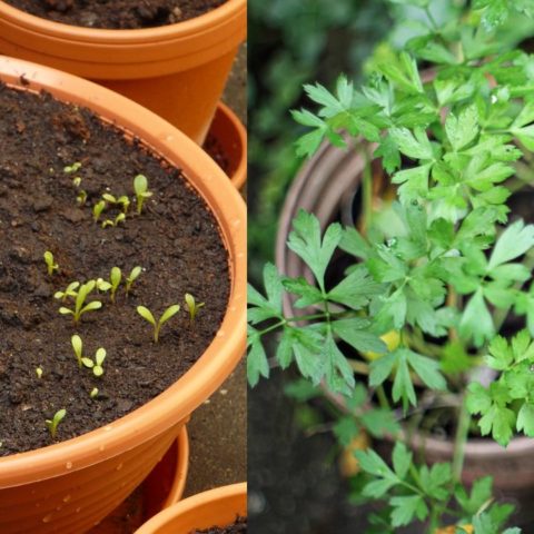como cultivar cilantro en casa maceta sembrar