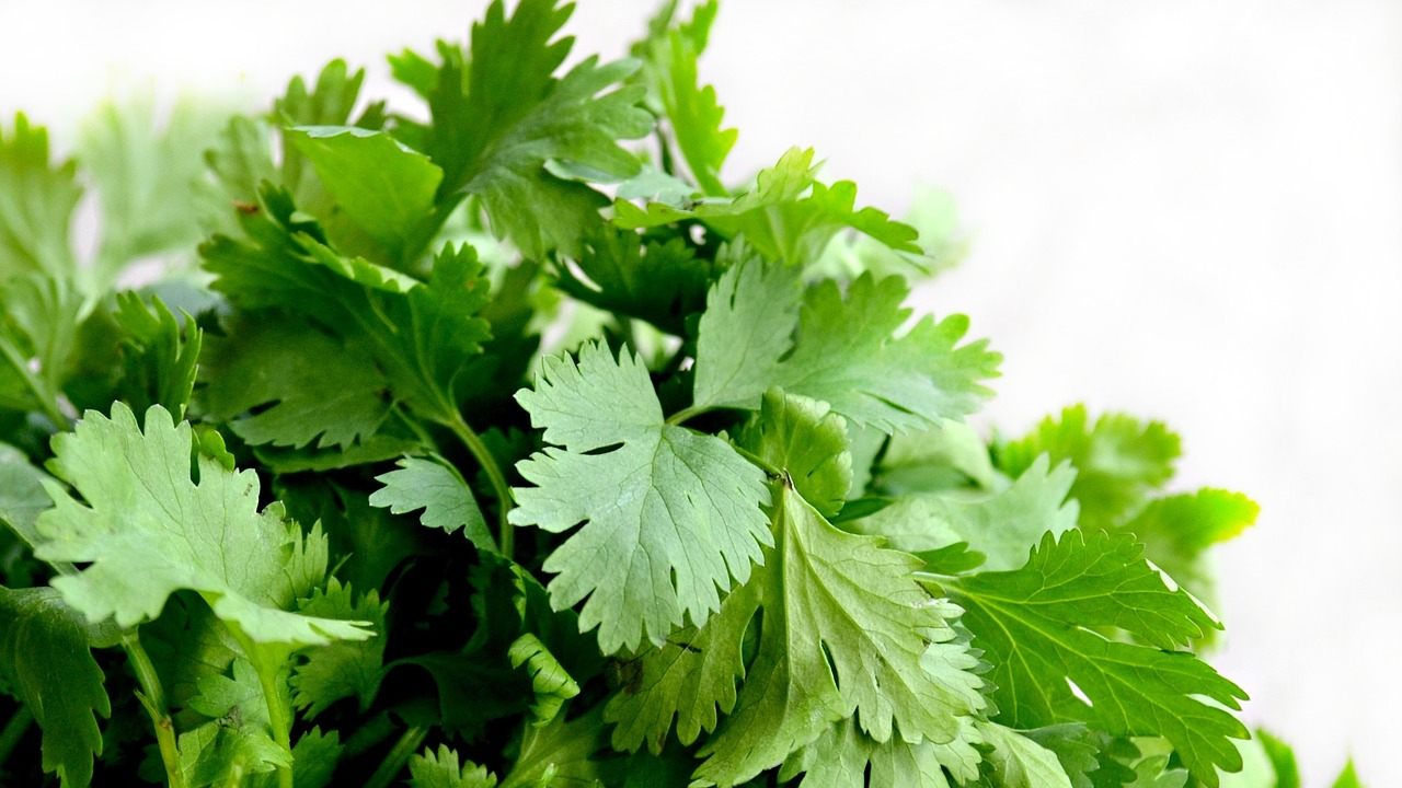 como sembrar cilantro en casa huerto casero